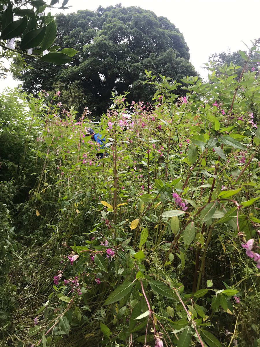 Busy balsam bashing today in Glassonby. It’s getting competitive for the tallest- 2.97m is currently in the lead! 🏅  @EdenRiversTrust @NorthPennAONB #fellfootforward #balsambashing