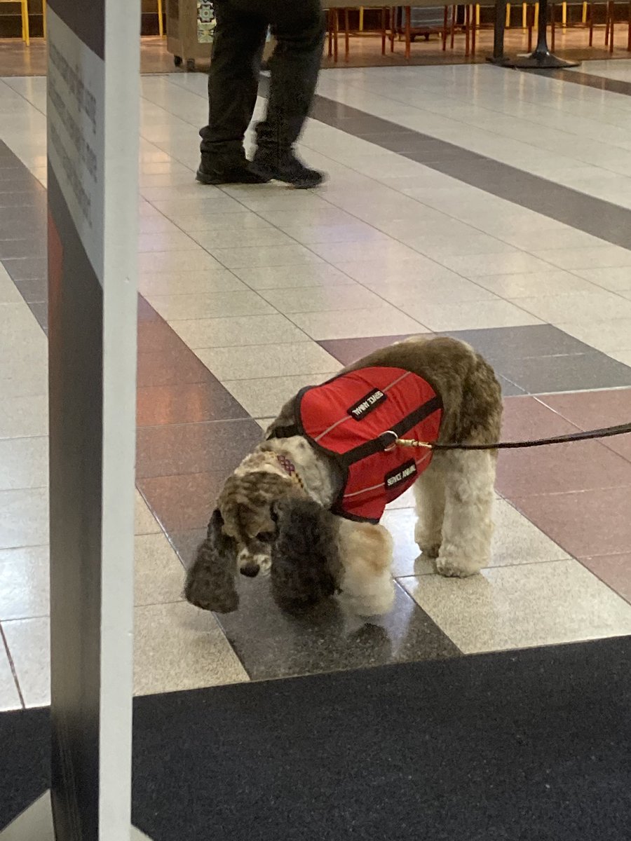 Didnt take any pictures during my trip over to the Netherlands except a snap of this cute pup 💕 the whole ordeal otherwise sucked. But hey I’m here now!!