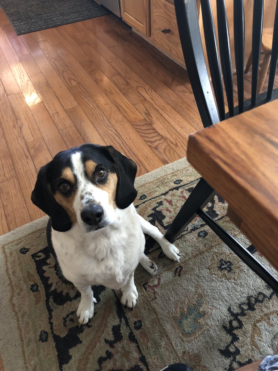 BeaglePep's tweet photo. Did someone say lunch is ready? https://t.co/QVM1hM52da