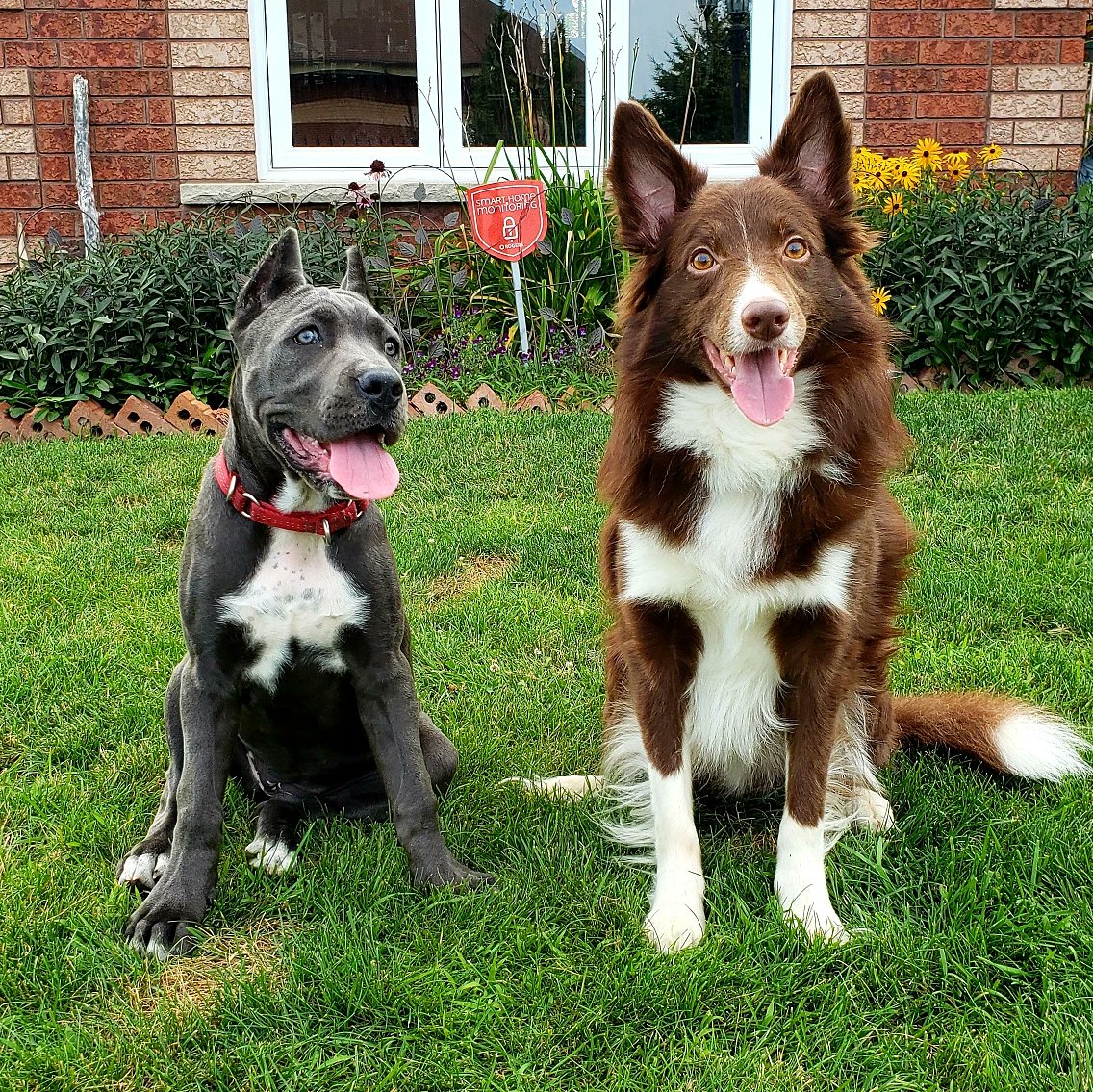 AgilitywAmanda's tweet photo. Just 2 friends chillin ๐๐ถ๐พ
#puppyplaydate #dogfriends #dogshangingout #dogplaytime #doggyplaydate #dogplaydate #puppies #canecorsopuppy #canecorso #bordercollie #beautifuldogs #cutedogs #dogphoto #dogadventures #dogslife https://t.co/N4Hv21q4sF