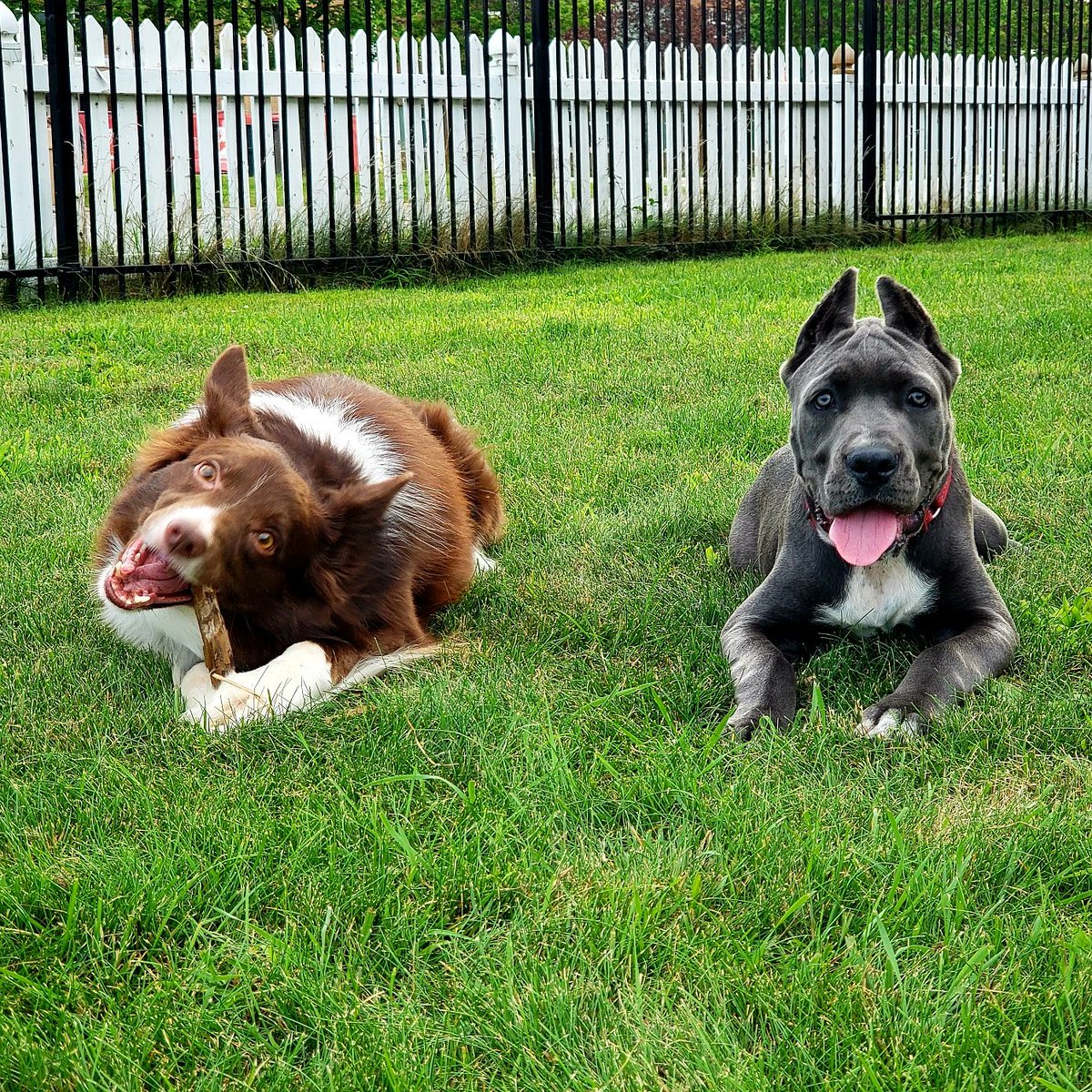 AgilitywAmanda's tweet photo. Just 2 friends chillin ๐๐ถ๐พ
#puppyplaydate #dogfriends #dogshangingout #dogplaytime #doggyplaydate #dogplaydate #puppies #canecorsopuppy #canecorso #bordercollie #beautifuldogs #cutedogs #dogphoto #dogadventures #dogslife https://t.co/N4Hv21q4sF