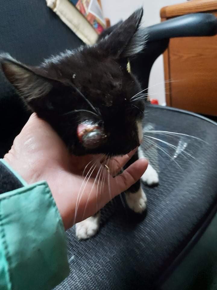 errndf's tweet image. Donations needed to help eye kitty 
PayPal ThrowAwayRescue@ gmail.com
CashApp $ThrowAwayRescue2021
Venmo Throw-Away-Rescue-21 last four of phone 0339
#HelpLeah #EyeKitty