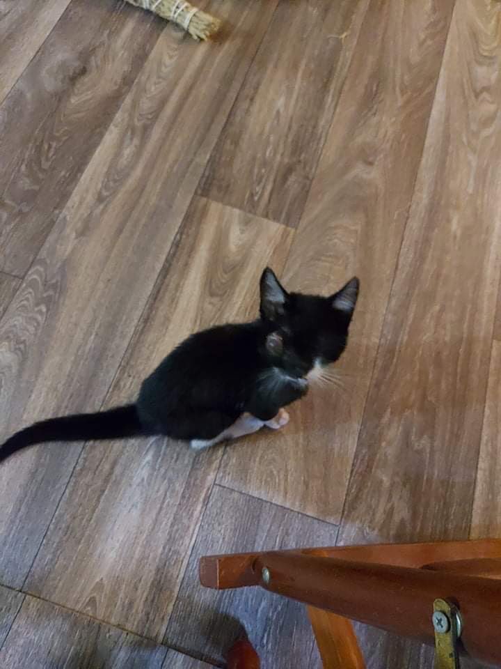 errndf's tweet image. Donations needed to help eye kitty 
PayPal ThrowAwayRescue@ gmail.com
CashApp $ThrowAwayRescue2021
Venmo Throw-Away-Rescue-21 last four of phone 0339
#HelpLeah #EyeKitty