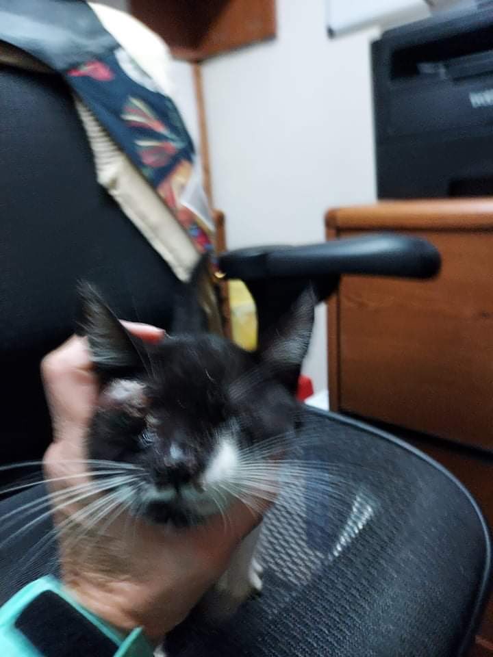 errndf's tweet image. Donations needed to help eye kitty 
PayPal ThrowAwayRescue@ gmail.com
CashApp $ThrowAwayRescue2021
Venmo Throw-Away-Rescue-21 last four of phone 0339
#HelpLeah #EyeKitty