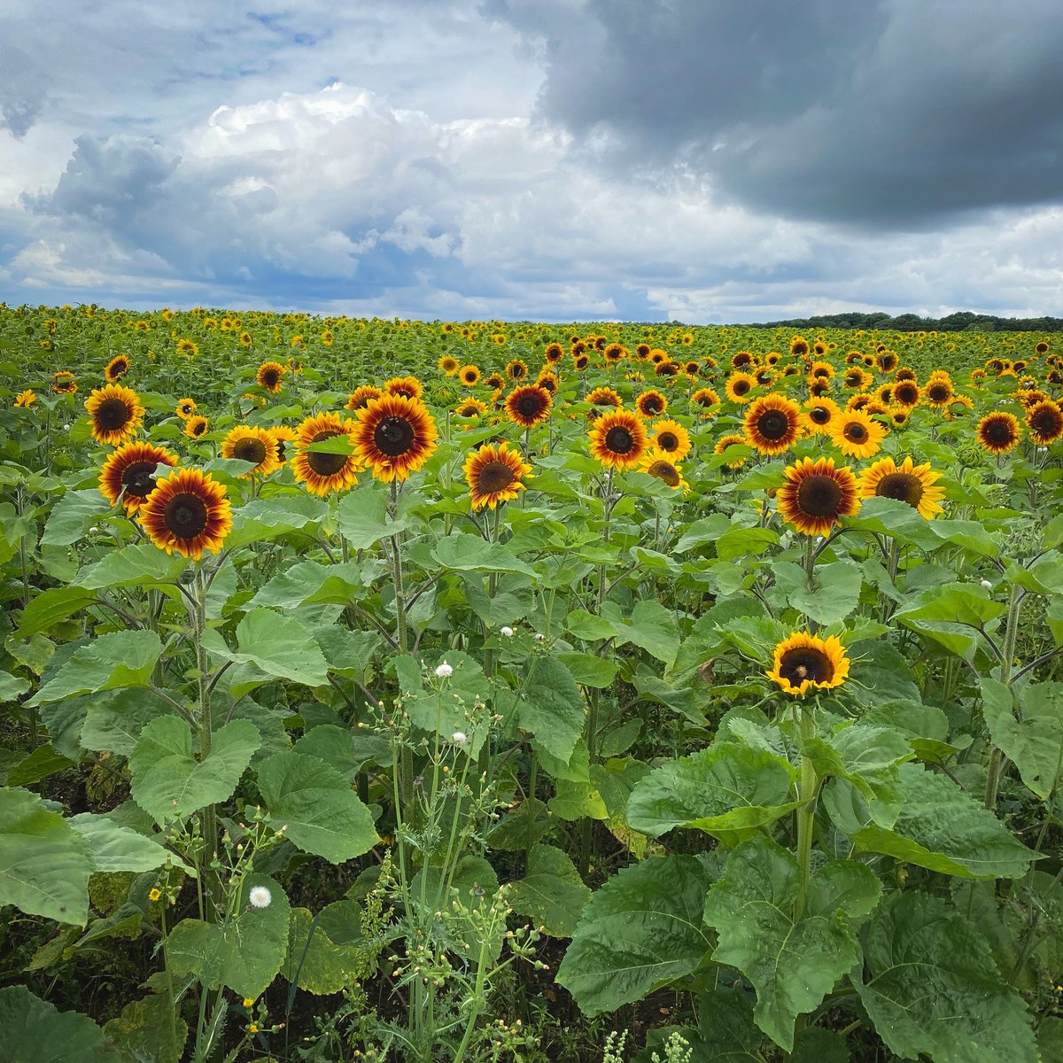 AnEnglishVamp's tweet photo. Weather permitting I hope to go here next week.
#sunflowerfarm #sunflowerfields #jamesgetsaround #sunflowers https://t.co/xvfJeamaqq