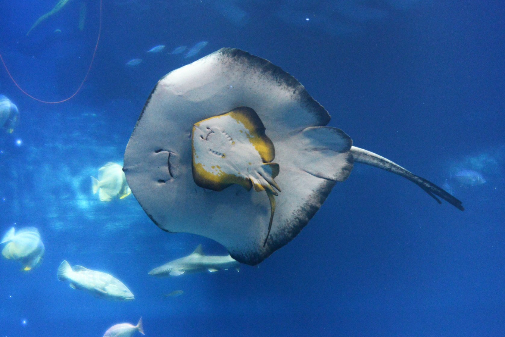 空白寺 エイの裏側はかわいい かわいくないのもいます T Co Qdvbhxvyq5 Twitter