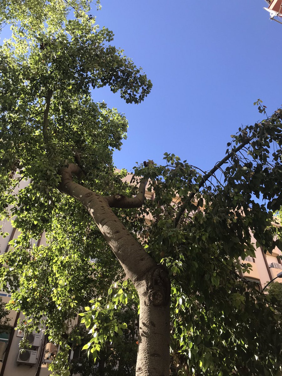Virginia_CA's tweet photo. Delante del local del número 32 de la Alameda de Capuchinos está rama de árbol medio caída, colgando, y seca. Hace poco se cayó una en la misma calle. ¿Podríais revisar para que no se caiga encima de alguien y cortarlas? @malaga https://t.co/bHGgDhzRt2
