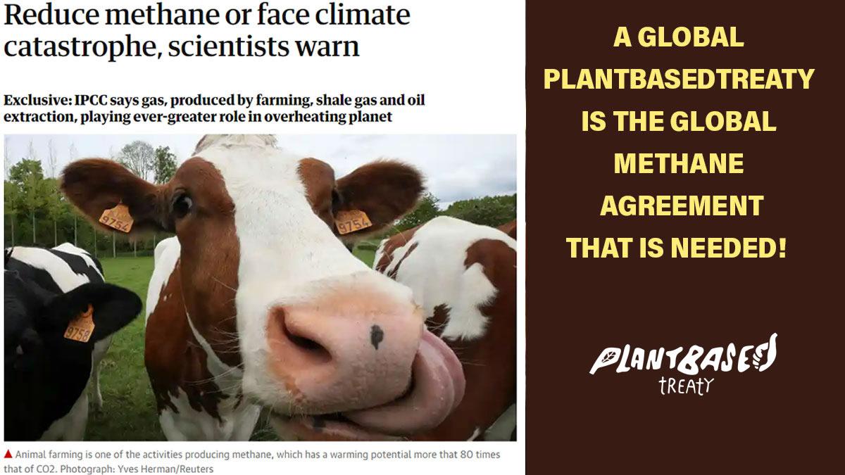 Animal agriculture, shale gas &amp; oil extraction, playing ever-greater role in overheating planet

Cutting CO2 is not enough to solve the climate crisis – the world must act swiftly on #methane

A global #plantbasedtreaty is needed!
<a href="/Plant_Treaty/">Plant Based Treaty</a>