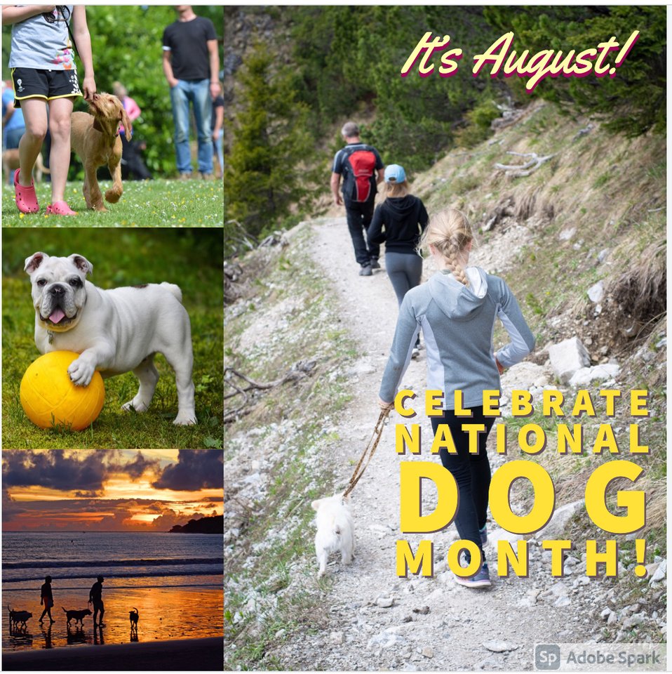 Summer is here, and August kicks off #NationalDogMonth! See your local community events calendar for activities to enjoy with your furry friends.