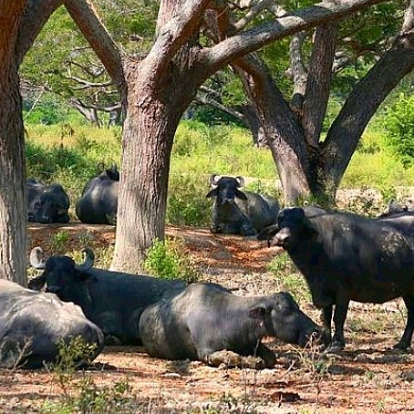 don_bufalo's tweet photo. Sin el manejo necesario, en condiciones climáticas cálidas, tanto secas como húmedas, las búfalas lecheras descansan menos y se ponen más nerviosas para el ordeñe.

Mientras mas conozco las vacas mas quiero a mis Bufalas

#donbufalo
#bufalos
#murrah
#venezuela
#ganaderia
#ganader https://t.co/xkJb6NYcUT