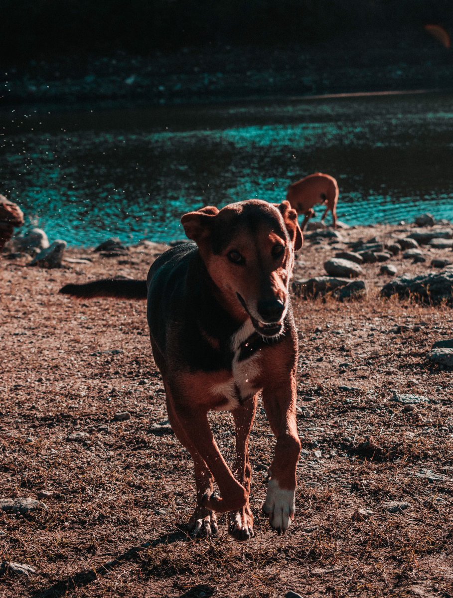 Turcooph's tweet photo. T amo perrito q corre feliz https://t.co/LlUFVqsb2c