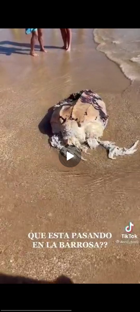 El_PacoPenas's tweet photo. La gente: no entiendo por qué dices que la playa da mal rollo si es super divertido.
????????? https://t.co/S7U3KA6qIX