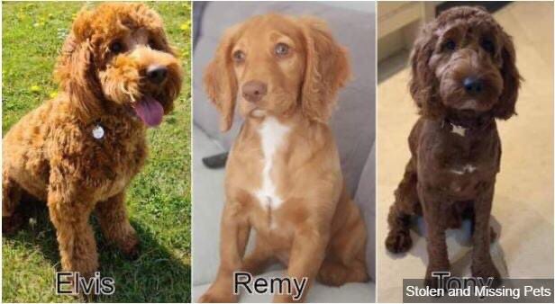 MolliePug's tweet photo. Stolen Dogs.
The owners of 3 dogs stolen from a boarding kennels in Spondon near Derby are said to be heartbroken. The dogs Elvis, Remy &amp; Tony were taken from Brookfield Farm in the early hours of yesterday, Wednesday 4th August 2021. It is thought the thieves  broke through https://t.co/81SBkquQI2