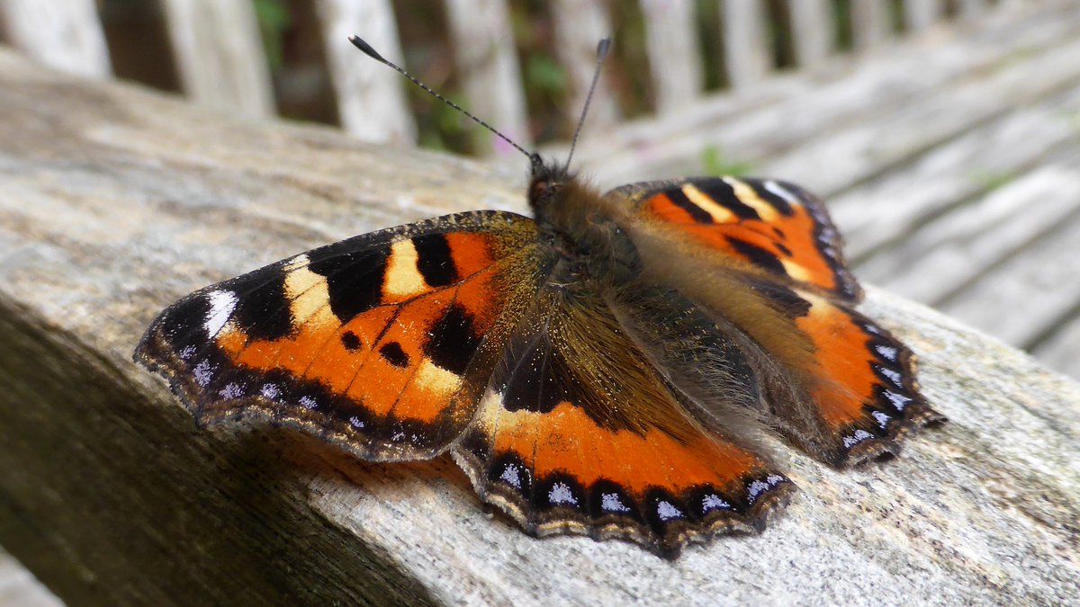 Deze Kleine Vos kwam zonet er even gezellig bij zitten op de tuinbank.
#kleinevos <a href="/vlinderNL/">De Vlinderstichting</a>