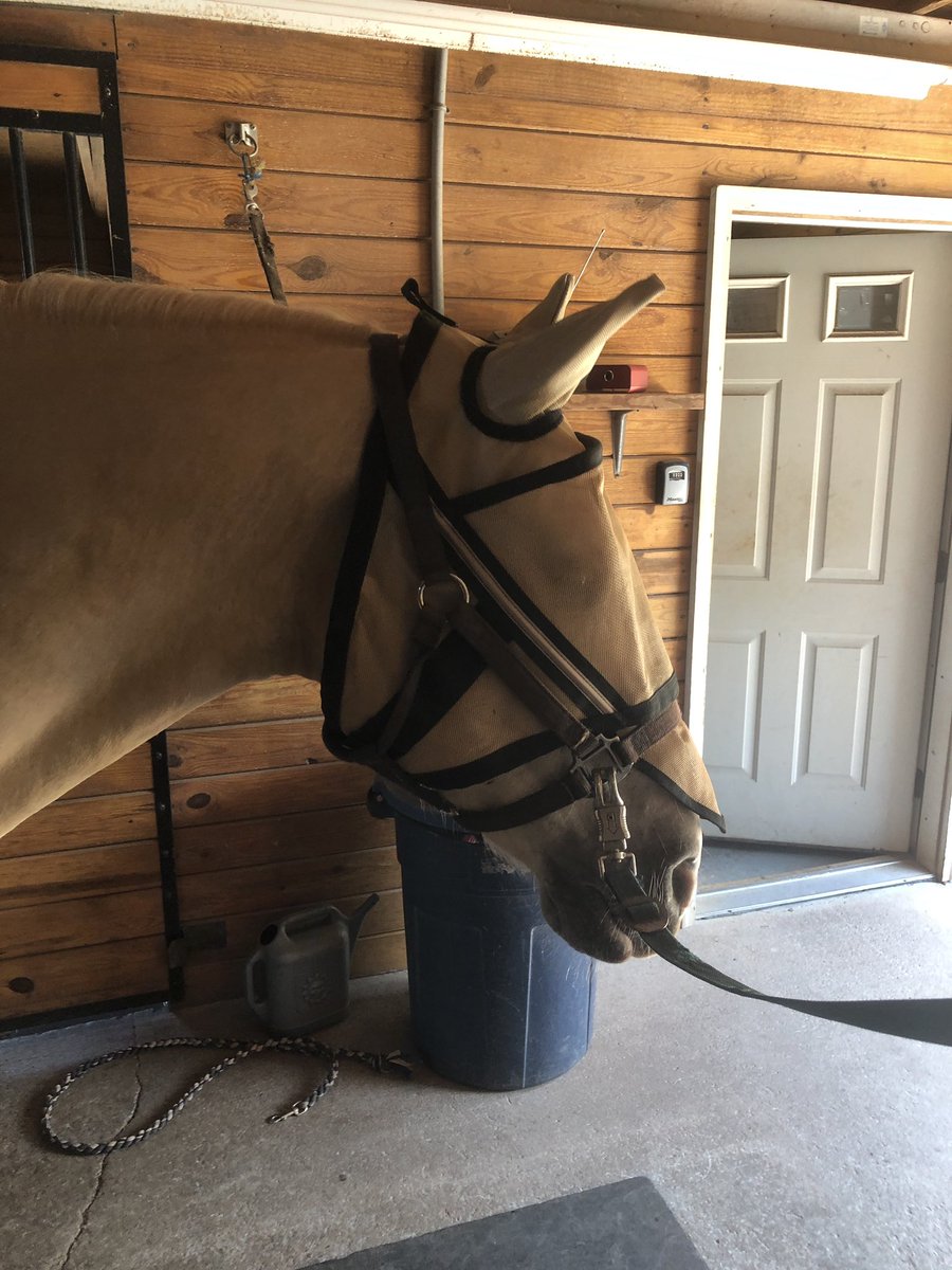 punkeq_'s tweet photo. malibu was super good and finally trusted me to put his fly mask on :) very proud of him https://t.co/XWK45aI9KS