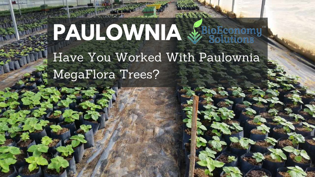 Algae4Gas's tweet photo. Do you Paulownia? https://t.co/ElIToKsCM4
A Guide To New Paulownia Forest In 2021
#carbonmarket #UScarbonmarket #greentech #carbonfootprint #climatechange #sustainability #trees #globalwarming #environment #circulareconomy #carbontax #MegaFlora #paulowniatree #paulowniawood https://t.co/ZKVj7fLGid
