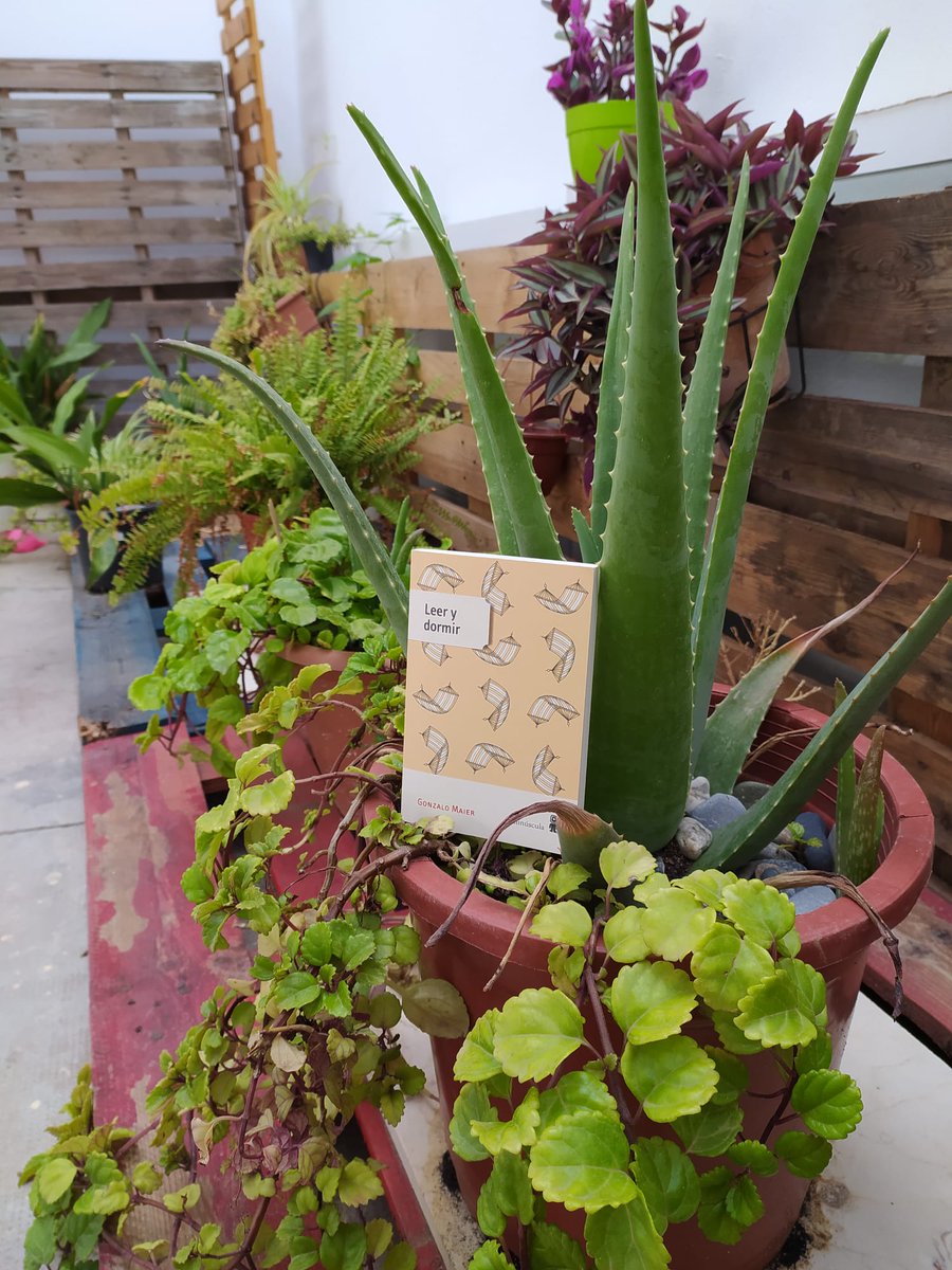 Llibreria Llavors tweet media