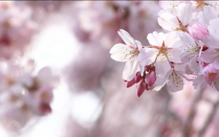 teaonly1001's tweet photo. #花の日

Flowers of the four seasons. https://t.co/ZLZA2GJmAh