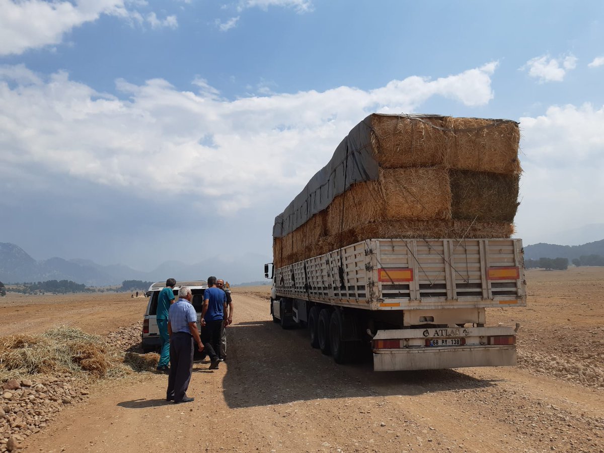antalyailtarim's tweet photo. Yılkı Atlarını da Unutmadık

#İbradı #Eynif Merasında 50 sürü halinde yaşayan yaklaşık 1.000 yabani yılkı atı için kuru ot, saman ve yem bıraktık. Periyodik olarak yardımlarımız devam edecek

#DevletMilletElele
#YaralarıSarıyoruz

@gokhankaraca_ @ersinyazici1 @bekirpakdemirli https://t.co/DUmLm5rosB