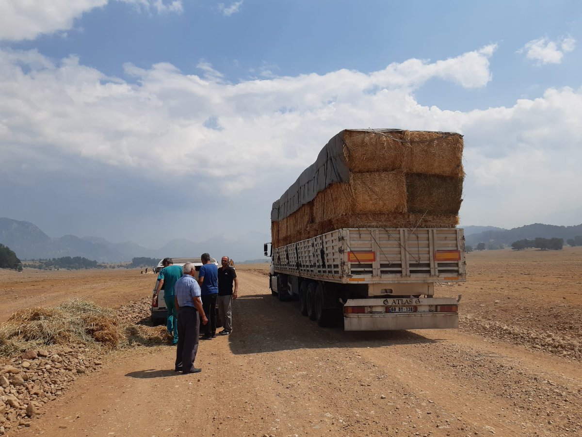 antalyailtarim's tweet photo. Yılkı Atlarını da Unutmadık

#İbradı #Eynif Merasında 50 sürü halinde yaşayan yaklaşık 1.000 yabani yılkı atı için kuru ot, saman ve yem bıraktık. Periyodik olarak yardımlarımız devam edecek

#DevletMilletElele
#YaralarıSarıyoruz

@gokhankaraca_ @ersinyazici1 @bekirpakdemirli https://t.co/DUmLm5rosB