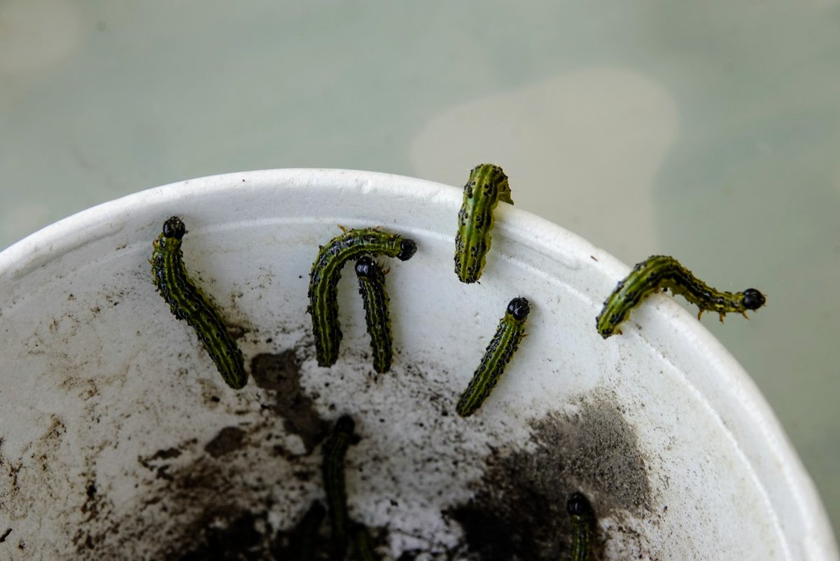 fotoaufnahme's tweet image. Auch im #Buchsbaum kann geerntet werden. #Garten #Buchsbaumzünsler