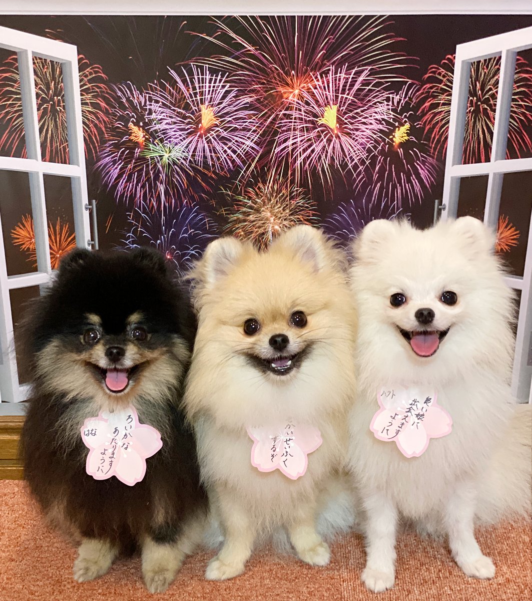 Hanapomech はなポメch Hanapomech Twitter