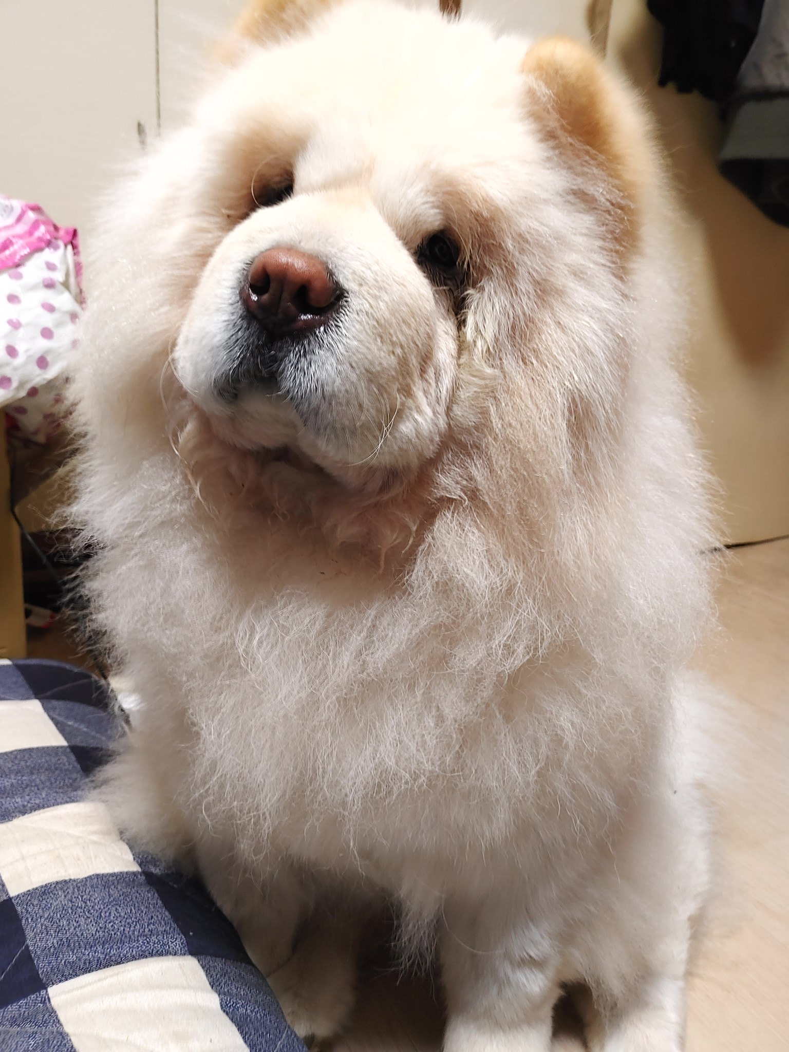 Chie Ic Fuwa チャウチャウ 犬好き ペット かわいい チャウチャウ犬の 名前は ふわりです アイシーとは夫婦です よろしくね T Co 39mfpvm3hl Twitter