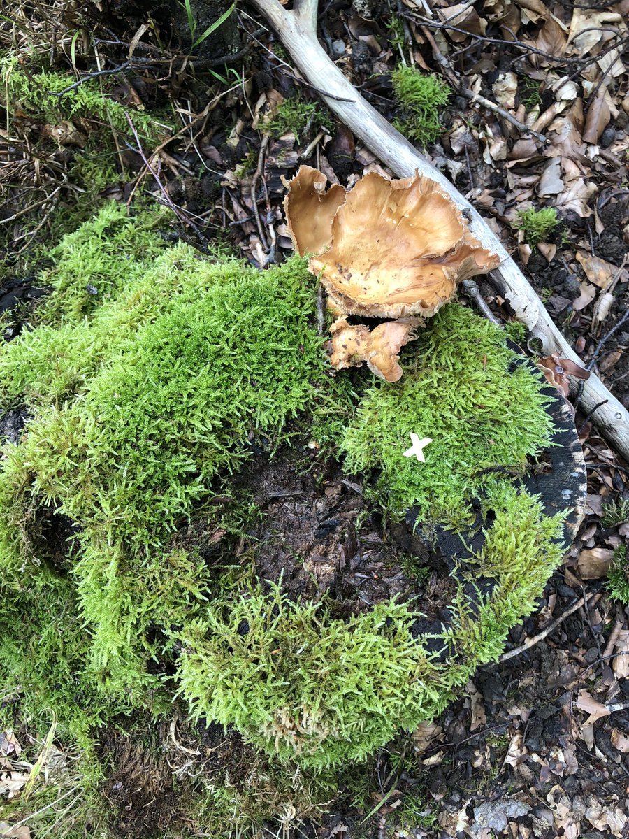 antjegrothus's tweet photo. Ich kann heute leider nur mit 💛♥️ 💚&amp; ganz vielen solidarischen Gedanken bei euch #menschenkette #klimakohledemo sein @AlleDoerfer @bund_nrw @greenpeace_de @klima_allianz @campact @LuetziBleibt @Kirche_an_Kante  @UnserAllerWald
@DenkmalADKante 
 
#DörferRetten 
#fightfor1point5 https://t.co/lzEYyDBrGR