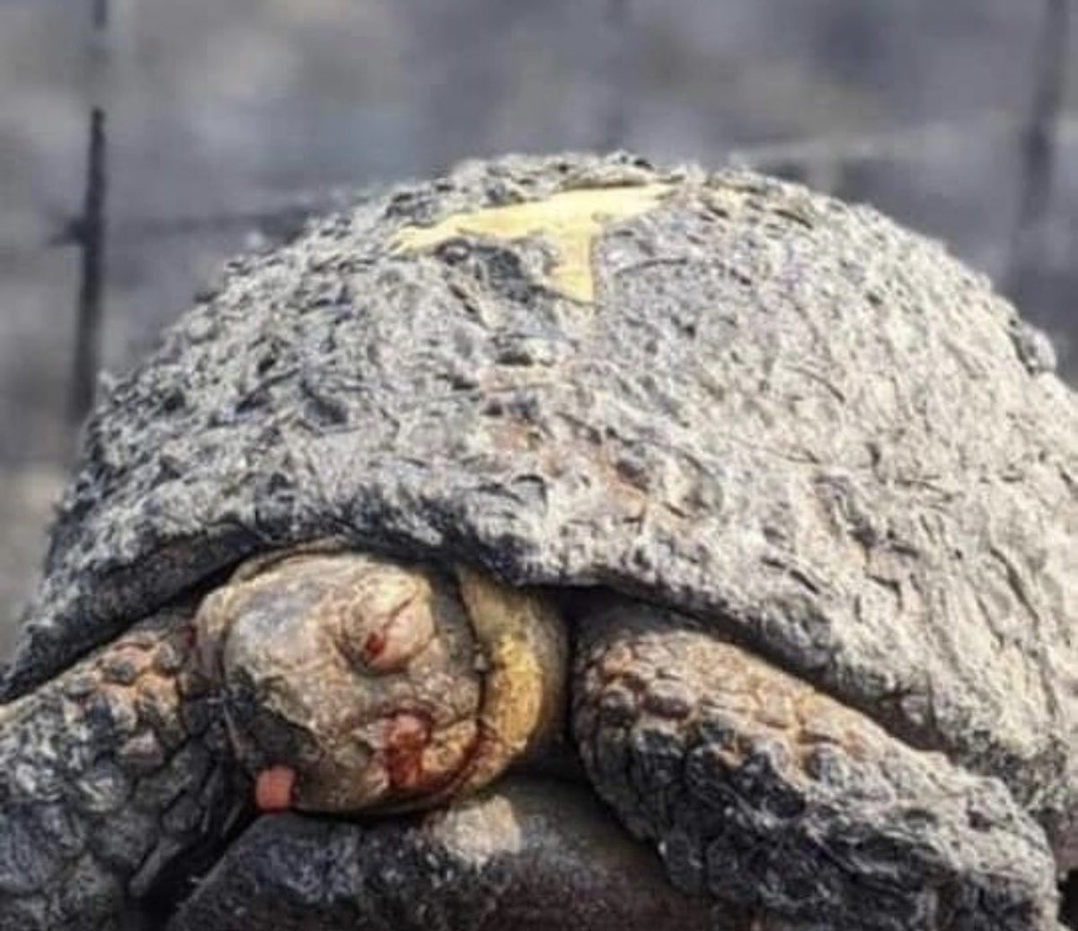 Αυτό το ζωντανό πλάσμα καθώς και πολλά άλλα, δεν θα καταμετρηθεί στις απώλειες; 😔
 Μακάρι το καημένο να μπορούσε να τρέξει να σωθεί

#πυρκαγιές #πυρκαγιά #ζωα_σε_κινδυνο #ΠυρκαγιαΕυβοια
