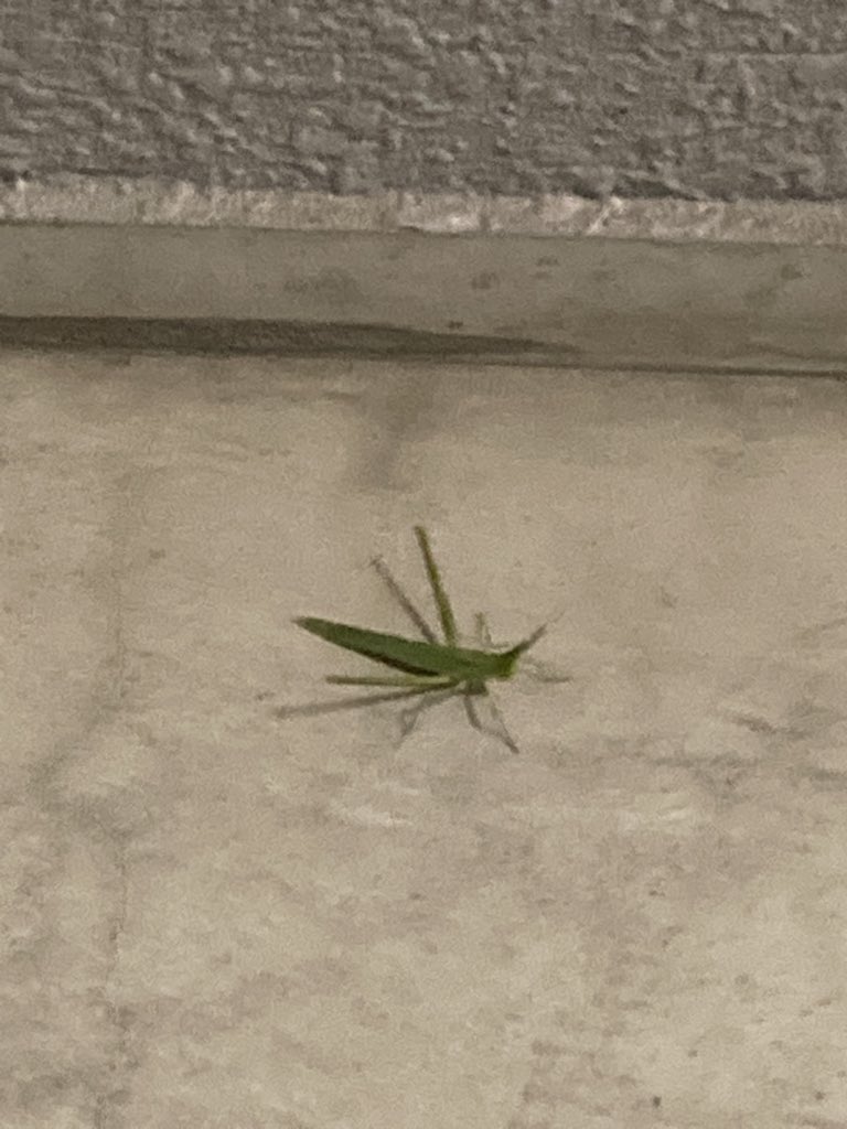 あつまれどうぶつの森 ショウリョウバッタの出現時期と場所 値段などの攻略情報まとめ あつ森 攻略大百科