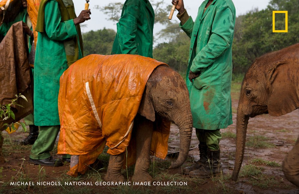 Keepers protect a baby elephant from the cold and rain with a custom-made raincoat in Nairobi National Park, Kenya.