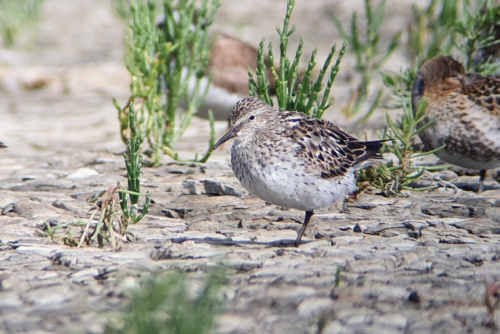Vanmiddag vonden Maarten, Pieter en ik deze prachtige Bonapartes strandloper op de HVP van de Westhoek. Dit betreft de 58e Bonapartes strandloper voor Nederland.