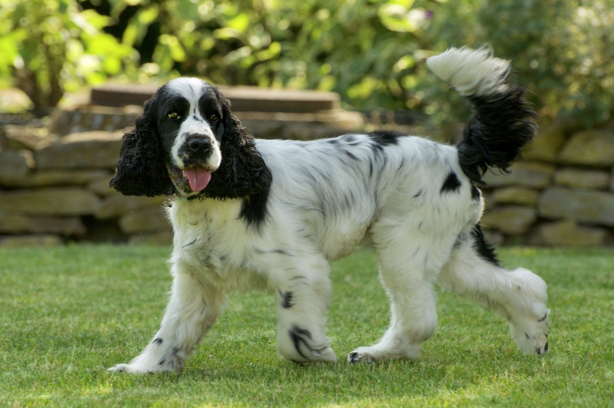 AgaAdler's tweet photo. I caught Rocky in the garden. And he was catching the sun😁 Sunny Saturday for all of you!
#BestFriend #dogs #DogsofTwittter #dogsoftwitter #cocker #Rocky #SaturdayVibes #sunnyday #photography #photooftheday https://t.co/8iztZiJ4rP
