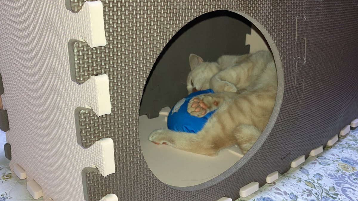 #百均
  #ダイソー 
 #ねこ 
 #ねこのいる暮らし 
 #猫好きな人と繋がりたい 
爆睡してます😪
途中までライライに破壊されてました笑

ちなみにに #ダイソー で買ったのですが、500円でした。