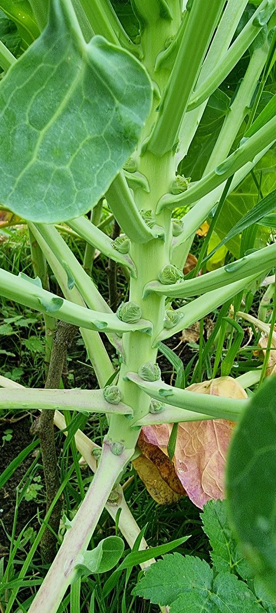 Cauli, corn and sprouts all gently coming along