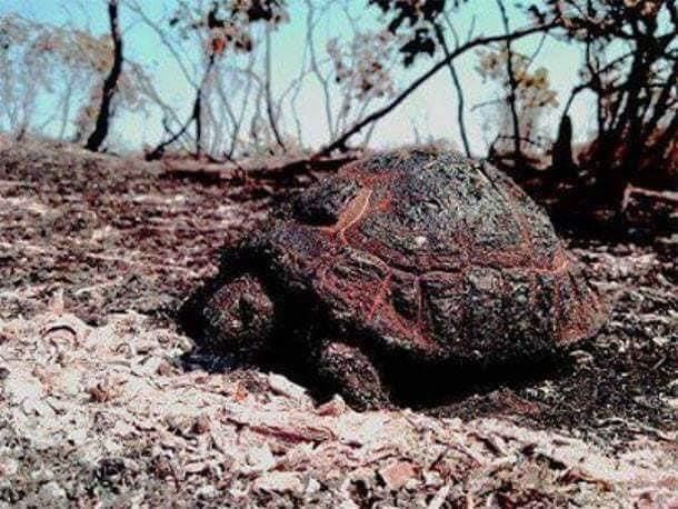 alexpunx1977's tweet photo. Las víctimas olvidadas de los incendios.

Se desconoce el número de animales no humanos muertos a causa de los incendios, ya que no figuran en las estadísticas. El recuento de víctimas de un incendio es absoluta y repugnantemente especista. 
#Incendios #Especismo https://t.co/SbX5VpVhhC