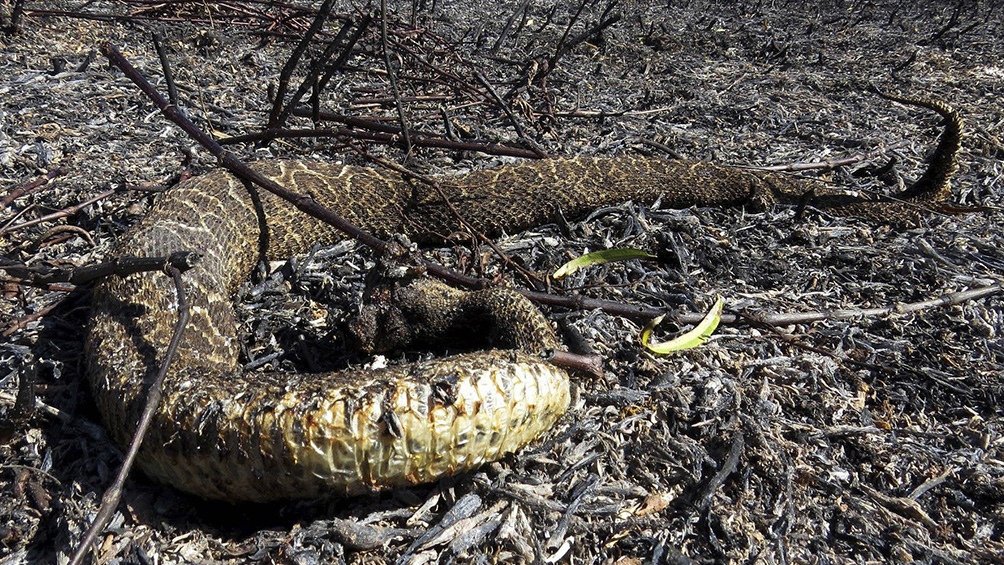 alexpunx1977's tweet photo. Las víctimas olvidadas de los incendios.

Se desconoce el número de animales no humanos muertos a causa de los incendios, ya que no figuran en las estadísticas. El recuento de víctimas de un incendio es absoluta y repugnantemente especista. 
#Incendios #Especismo https://t.co/SbX5VpVhhC