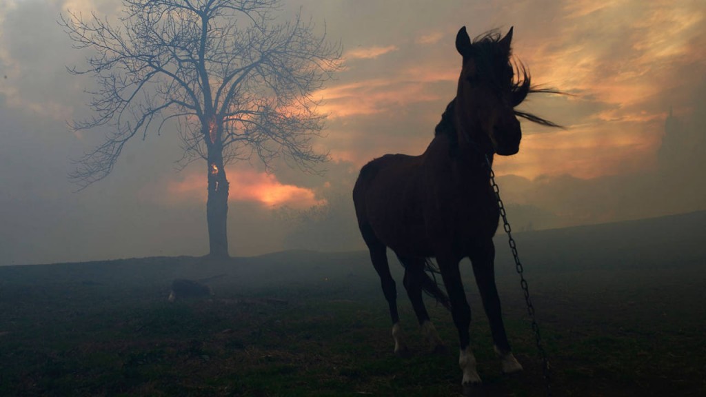 alexpunx1977's tweet photo. Las víctimas olvidadas de los incendios.

Se desconoce el número de animales no humanos muertos a causa de los incendios, ya que no figuran en las estadísticas. El recuento de víctimas de un incendio es absoluta y repugnantemente especista. 
#Incendios #Especismo https://t.co/SbX5VpVhhC