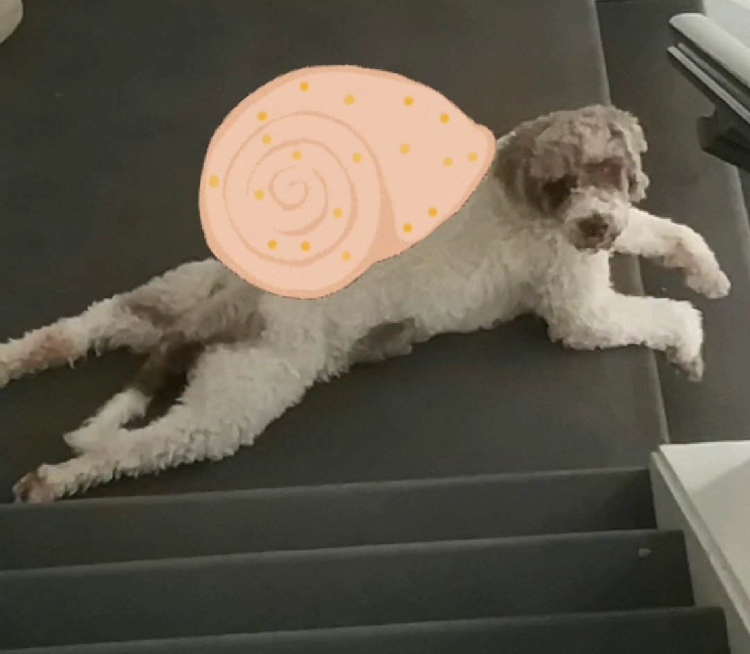 snailsangels's tweet photo. Hung out with a different kind of snail today... He's a Helix Canine #snail https://t.co/hP3lcREGcG