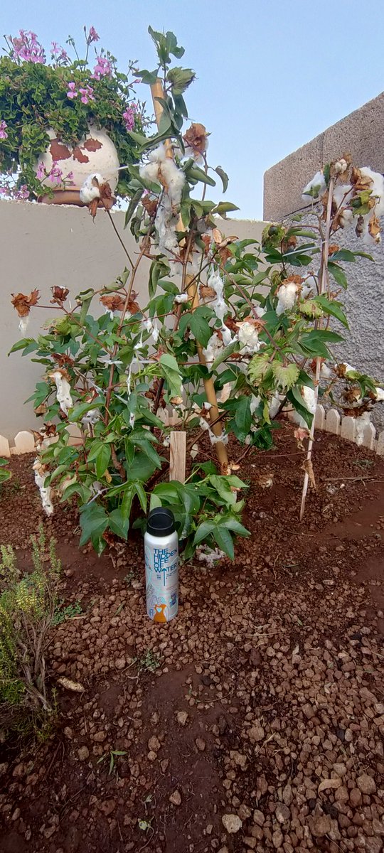 Virgilio_ svc (@negrin_medina) on Twitter photo Nuestra planta de algodón cada día más más grande #sunsetviewclub #diamondgogreen @Rtccsvc_luisa <a href="/NoemiG_RC/">Noemi García</a> <a href="/juanmaintenance/">Juan</a> @DavidSVC8 @Lidia_SVC <a href="/Hamidreception/">Hamid</a> <a href="/SvcLaura/">Laura svc</a> <a href="/IneseSvc/">Inese_Latgale</a> Nuestra planta de algodón cada día más más grande #sunsetviewclub #diamondgogreen @Rtccsvc_luisa <a href="/NoemiG_RC/">Noemi García</a> <a href="/juanmaintenance/">Juan</a> @DavidSVC8 @Lidia_SVC <a href="/Hamidreception/">Hamid</a> <a href="/SvcLaura/">Laura svc</a> <a href="/IneseSvc/">Inese_Latgale</a>