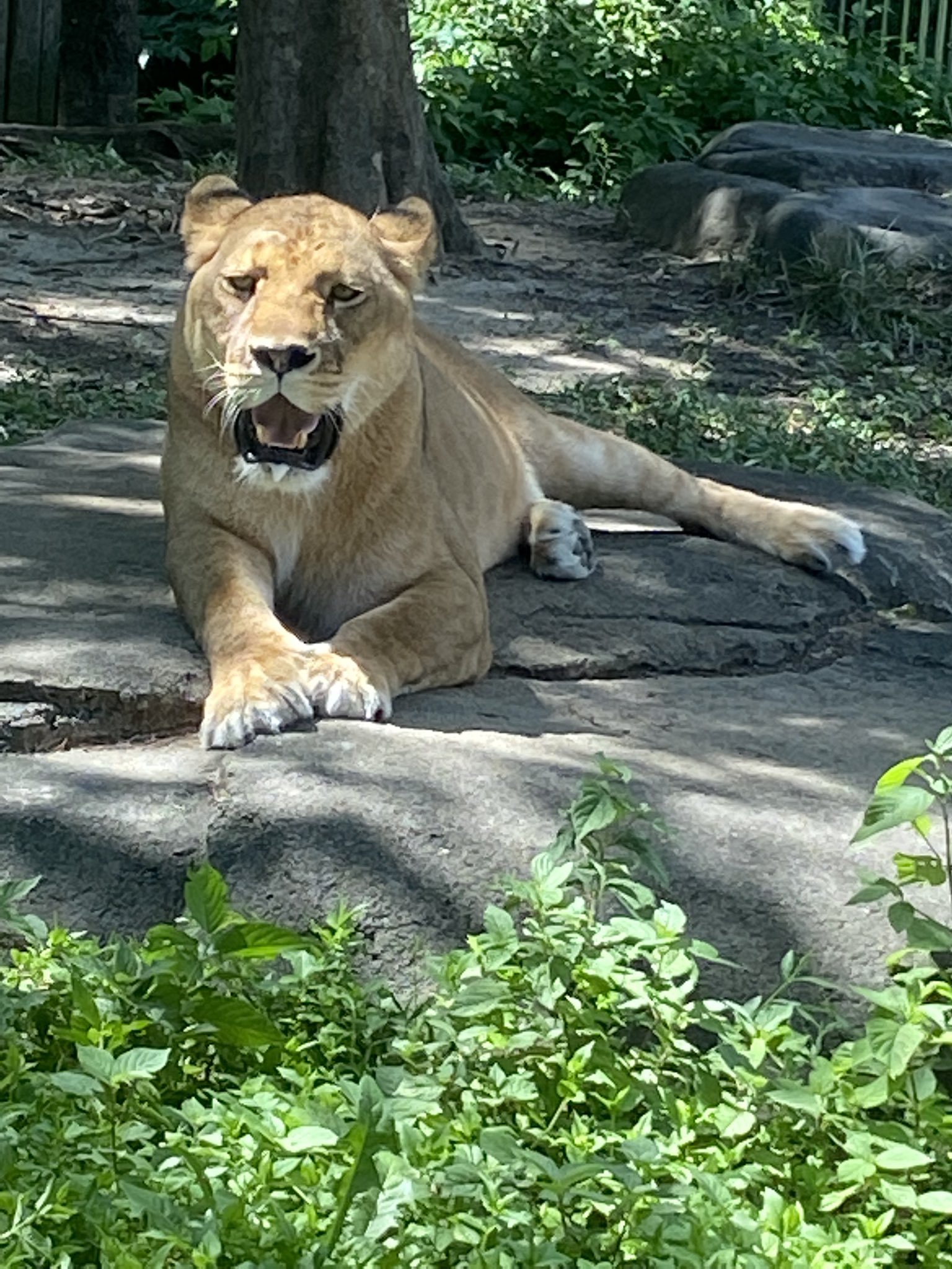 雌ライオン Twitter Search Twitter