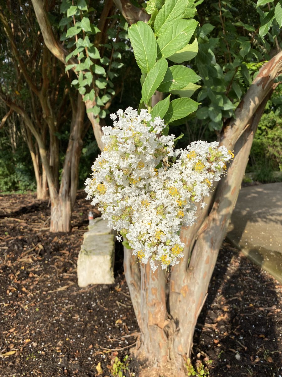 jswatz's tweet photo. Say it with flowers https://t.co/50s4n0ggGB