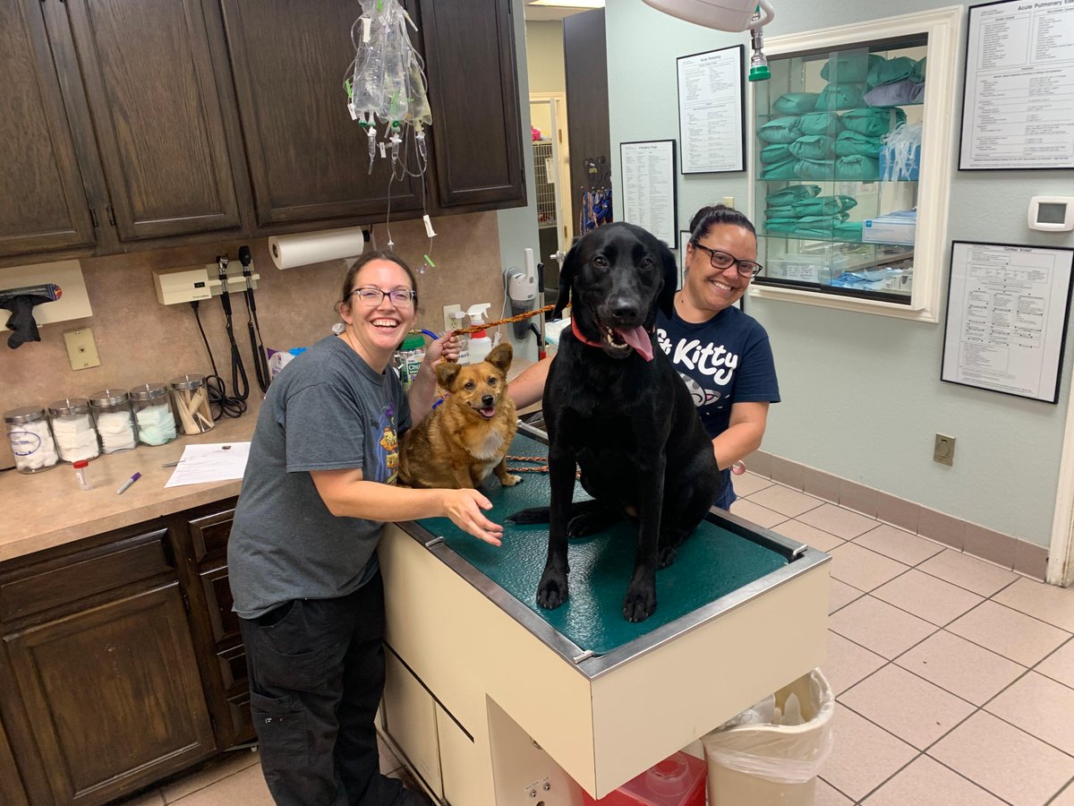 VetOnMainStreet's tweet photo. Reilly didn’t want her sister Bentley to get all the fun during her exam! Sarah and Nicole, two of our wonderful kennel staff, helped out while these kiddos got their annual vaccines updated during their stay. That’s what I call multitasking! 🎉 https://t.co/wiG5VNdWF1