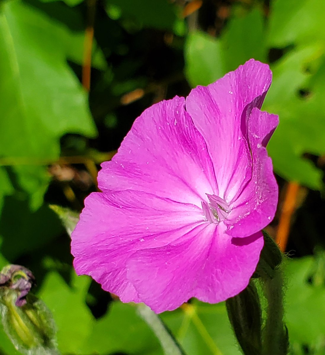 Face fit. 
#flowerphotography #total_flowers #raw_flowers #forestfloor #stopandlookaround #flora #wildflower #flowerhead #naturephotography #pinkflowers #macro #macrosat #macrosaturday #closeup #macrophotography #pnw #pnwphotography #pacificnorthwest #giffordpinchotnationalforest