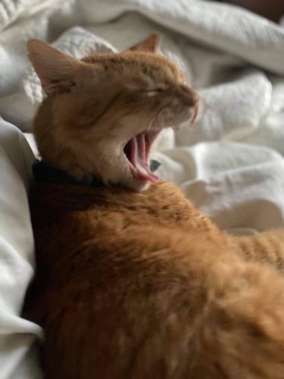 I,m screeeming , Beucaaûse I lumf Newe Orelans