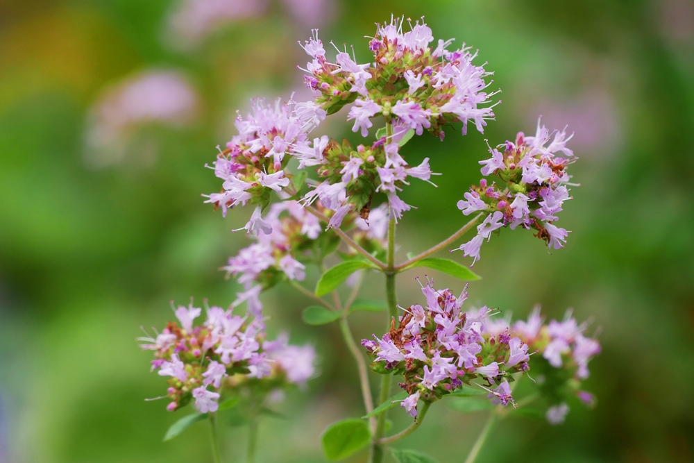 Maririn オレガノ 別名 ワイルドマジョラム 花薄荷 はなはっか ティー 料理 薬用 香料 ポプリ 以上の情報が全てネームプレートに書いてありました ありがたい オレガノ ハーブ Maririn オレガノ 別名 ワイルドマジョラム 花薄荷 はなはっか ティー 料理 薬用 香料 ポプリ 以上の情報が全てネームプレートに書いてありました ありがたい オレガノ ハーブ
