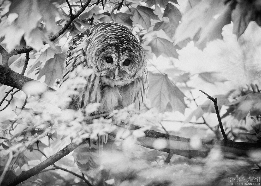 R.I.P Central Park's popular Barred Owl (Strix varia), photographed last May.  fotoportmann.com
#barredowl #stirxvaria #nycwild #centralparknyc #birdsofcentralpark #birdsofnyc