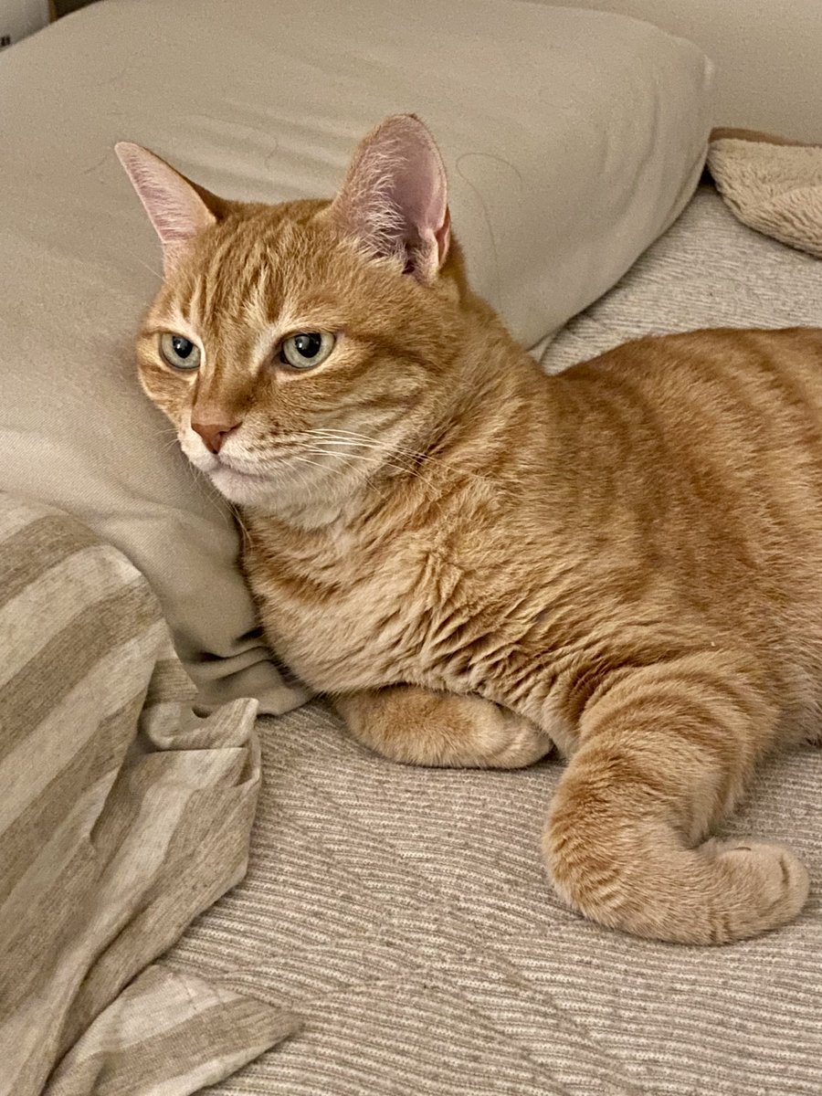 SoedaCats's tweet photo. フリートが無くなって不便なので作りました🐈🐈‍⬛
誰もフォローせず、ただ猫の写真を載せていくアカウントです。
よろしくね。
#はじめてのツイート https://t.co/DNkVfTxoBF