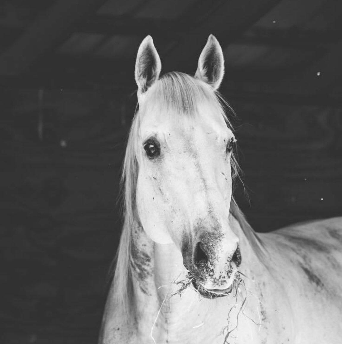 Actt_Naturally's tweet photo. It is with shattered hearts that @Actt_Naturally announces the passing of #HarlemRocker    (#MachoUno) @AdenaSprings @PletcherRacing everything was done to try to prevent this untimely loss. He will be deeply missed by our whole team https://t.co/K1q1ElTuTW