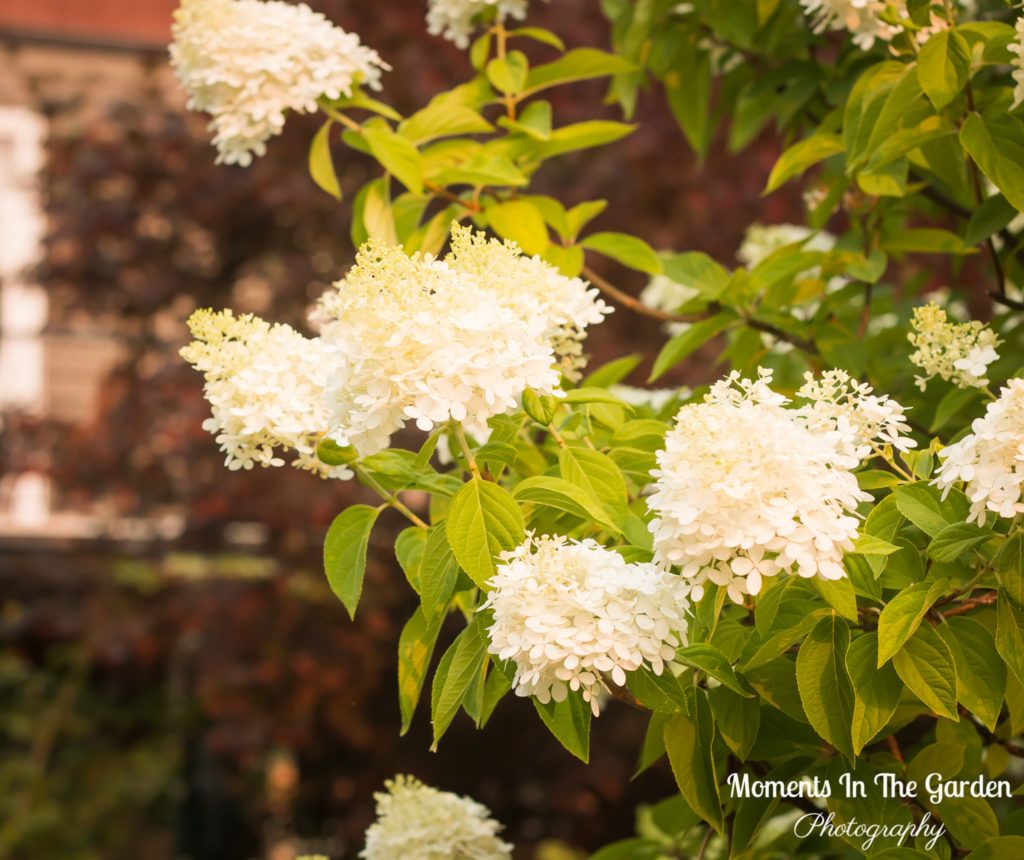 MomentsintheG's tweet photo. The hydrangea paniculata always puts on a good show each year in my Fintry garden.
#hydrangeapaniculata #featureshrub #mygarden #mygardentoday #momentsinthegardenphotography https://t.co/YfeFFAiJ1O